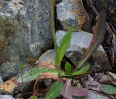 Pilosella caespitosa