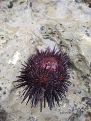 Echinoidea