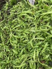 Plagiothecium undulatum