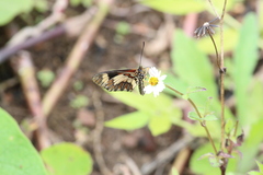 Acraea cabira
