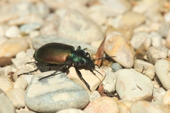 Calosoma sycophanta