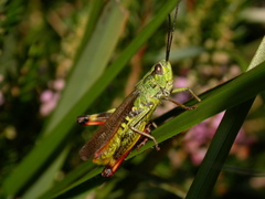 Chorthippus binotatus