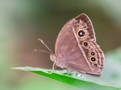 Mycalesis mineus