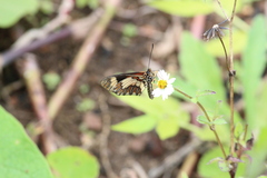 Acraea cabira