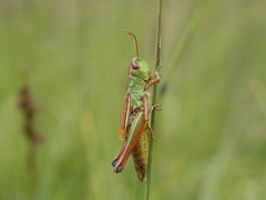 Pseudochorthippus parallelus erythropus