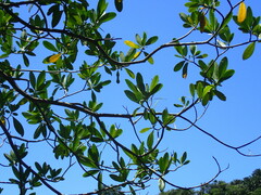 Voacanga thouarsii