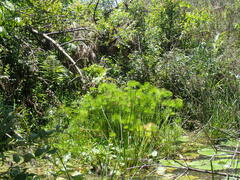 Cyperus prolifer