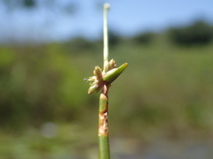 Cyperus laevigatus