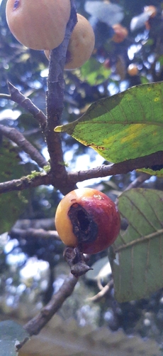 Brown-woolly fig (Ficus drupacea)