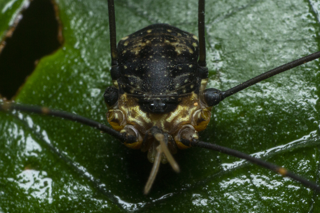 Jussara obesa