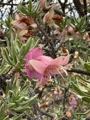 Eremophila miniata