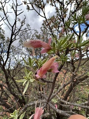 Eremophila miniata