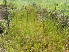 Juncus lomatophyllus