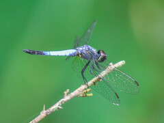 Brachydiplax