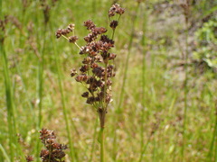 Juncus lomatophyllus