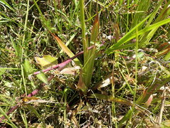 Juncus lomatophyllus