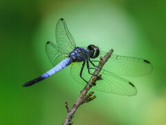 Brachydiplax