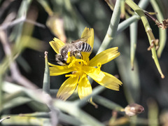 Colletes moricei