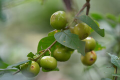 Sageretia thea