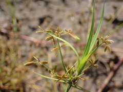 Cyperus sphaerospermus