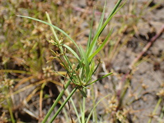 Cyperus sphaerospermus