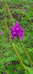 Stachytarpheta cayennensis