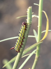 Hyles tithymali tithymali