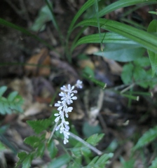 Liriope spicata