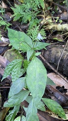 Codonacanthus pauciflorus