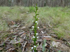 Prasophyllum brevilabre