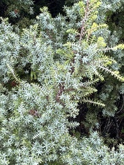 Juniperus macrocarpa