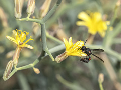 Leptochilus cruentatus