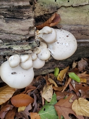 Pleurotus