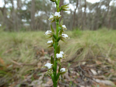 Prasophyllum brevilabre