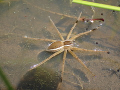 Nilus