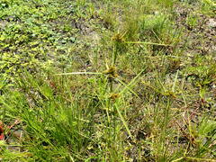Cyperus polystachyos polystachyos