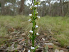 Prasophyllum brevilabre