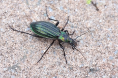 Carabus solieri solieri