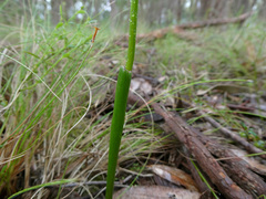 Prasophyllum brevilabre