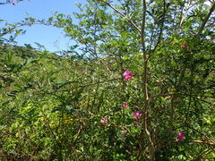 Tephrosia grandiflora