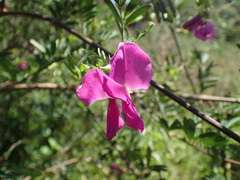Tephrosia grandiflora