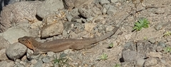 Gallotia stehlini