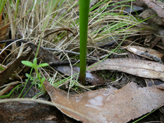 Prasophyllum brevilabre