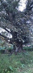 Ficus drupacea