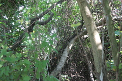 Pycnonotus sinensis formosae