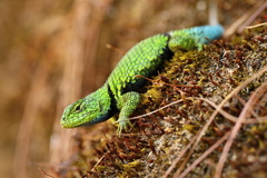 Sceloporus formosus