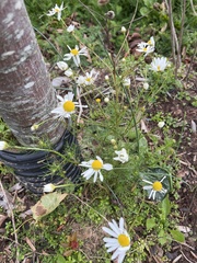 Tripleurospermum