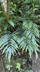 Leptochilus ellipticus