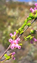 Erica denticulata