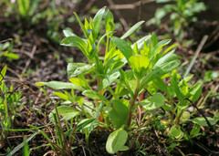 Myosotis sparsiflora